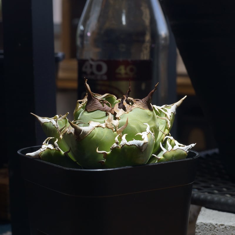 アガベ チタノタ 魔丸 / MG-18 | アガベ専門店 モンスターハウス