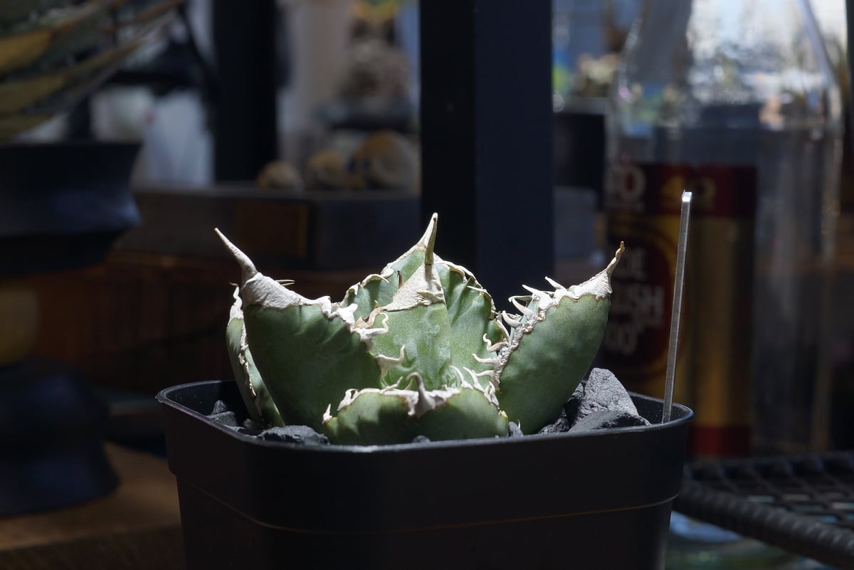 アガベ チタノタ 悪魔くん ak-02 | アガベ専門店 モンスターハウス