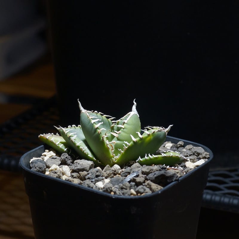 アガベ チタノタ 南アフリカダイヤモンド / SAD-12 | アガベ専門店