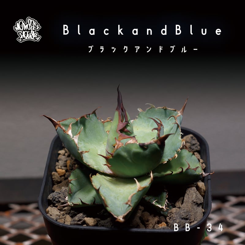 アガベ チタノタ ブラックアンドブルー/bb-34 | アガベ専門店 アガベ チタノタ ブラックアンドブルー/bb-34 | アガベ専門店