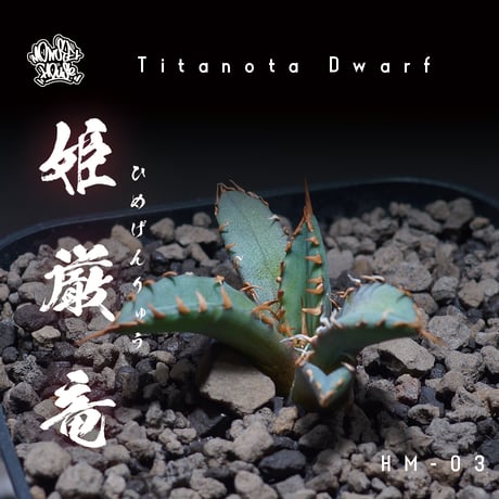 チタノタ姫厳竜 | STORES