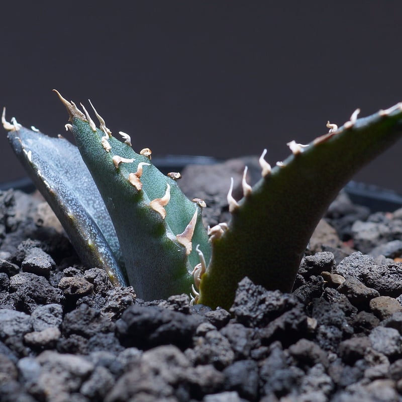 厳選個体】アガベチタノタ白鯨 子株 鉢付き（WW-10） | アガベ専門店