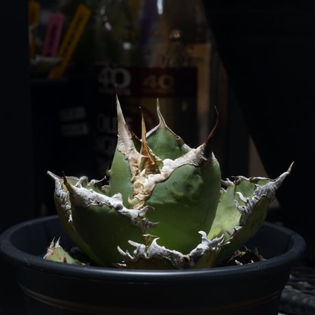 アイテム | アガベ専門店 モンスターハウス