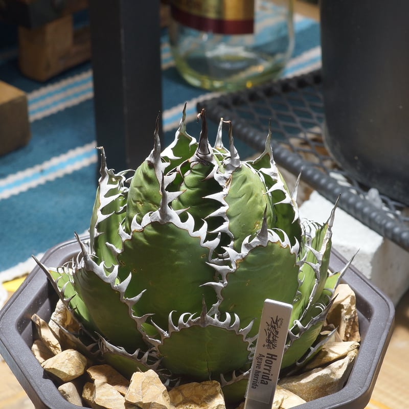 アガベ ホリダ hh-01 | アガベ専門店 モンスターハウス