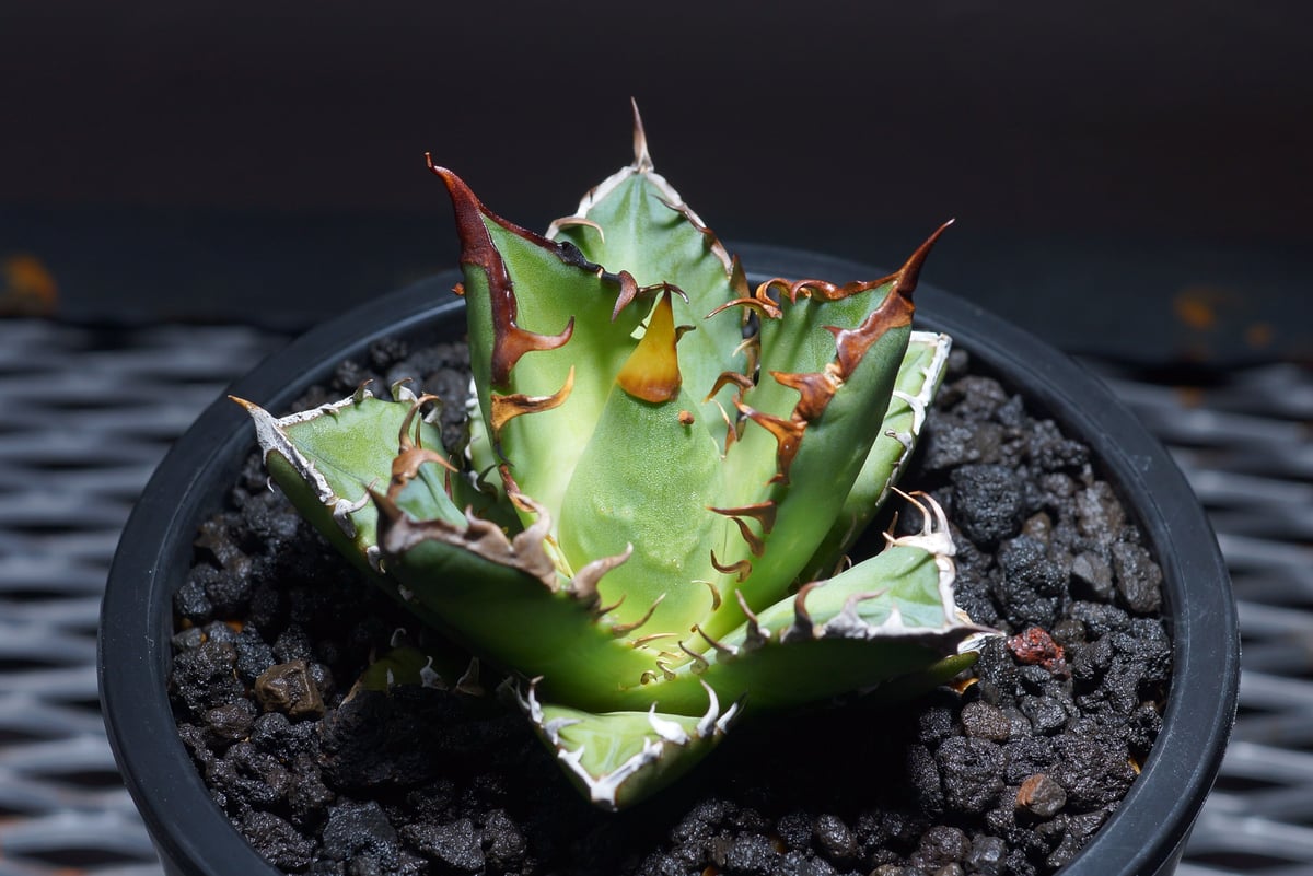 強棘選抜】アガベチタノタ Red Catweazle レッドキャット 強棘選抜】アガベチタノタ Red Catweazle レッドキャット
