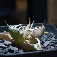 アガベ チタノタ スナグルトゥース 暴牙 /ST-01 | アガベ専門店