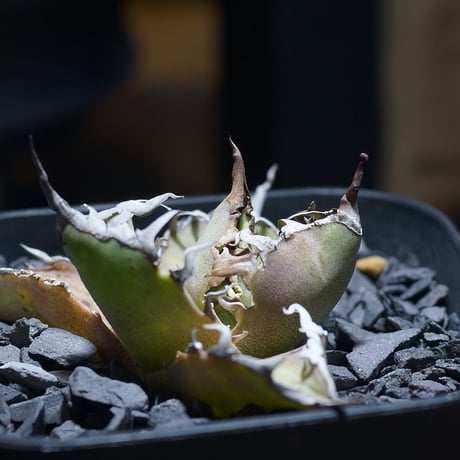 【最終値下げ】アガベ　チタノタ　シーザー 凱撒 アガベ・チタノタ シーザー/凱撒(中)-044｜agave titanota