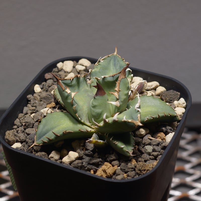 アガベ　チタノタ　WH 姫源流　ボールタイプ アガベ チタノタ WH 姫源流 ボールタイプ アガベ・チタノタ 姫厳竜