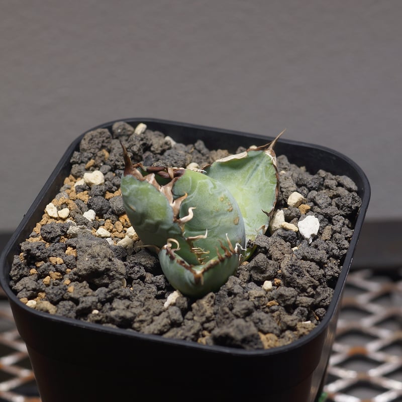 アガベ チタノタ ブラックアンドブルー/bb-31 | アガベ専門店