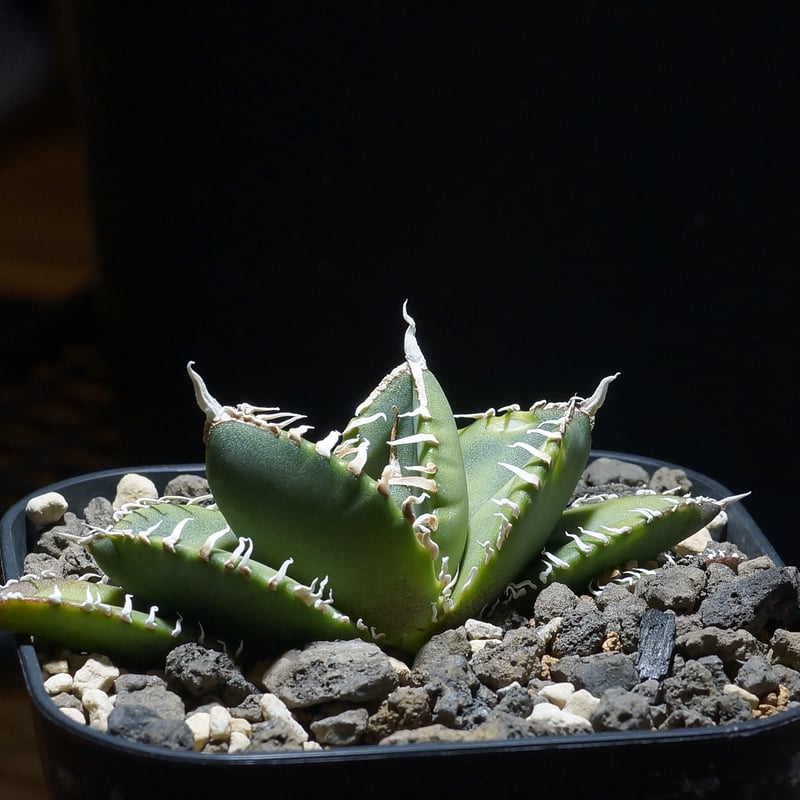 アガベ チタノタ 南アフリカダイヤモンド / SAD-12 | アガベ専門店