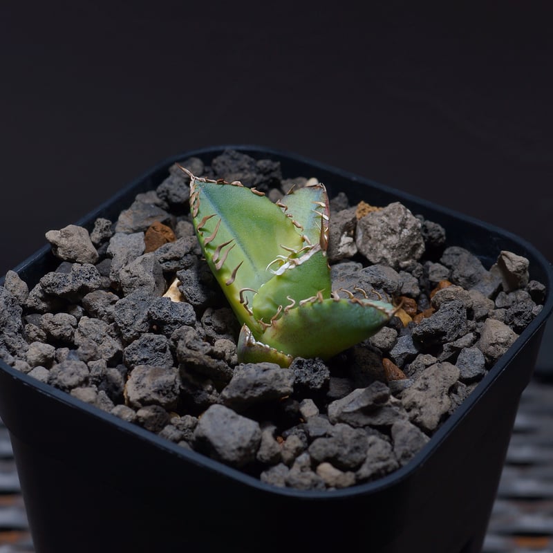 アガベ チタノタ ナンバーワン錦/子株 N1-03 | アガベ専門店