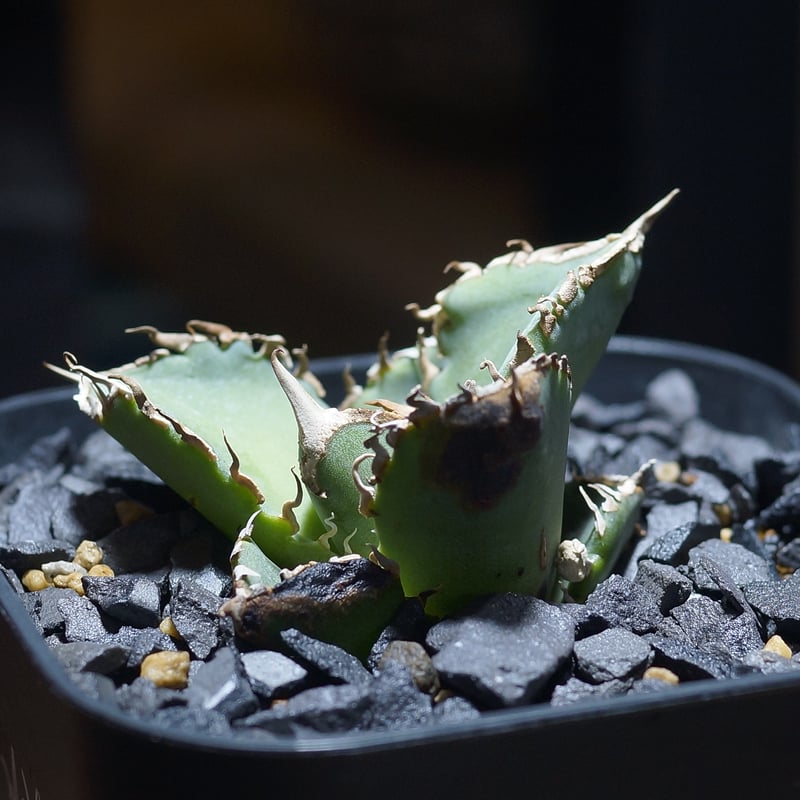 アガベ チタノタ 清櫻/ Dragon Agave産 so-03 | アガベ専門店 モンスタ