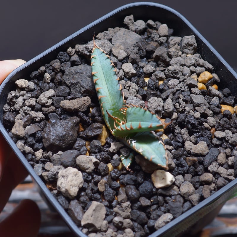 アガベ チタノタ　子株詰め合わせ 916e8ec5e25956cc17e46d0edcebd4