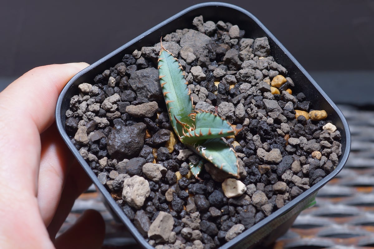 アガベ チタノタ 姫厳竜/子株 HM-04 | アガベ専門店 モンスターハウス