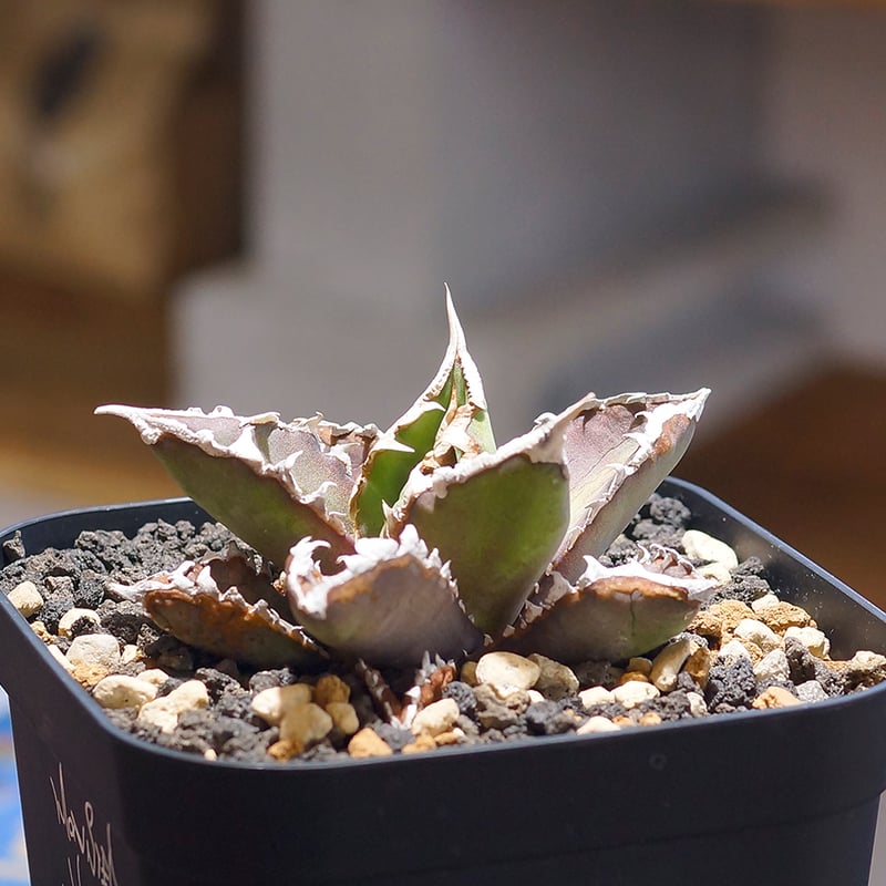アガベ チタノタ 狼人 RN-01 | アガベ専門店 モンスターハウス