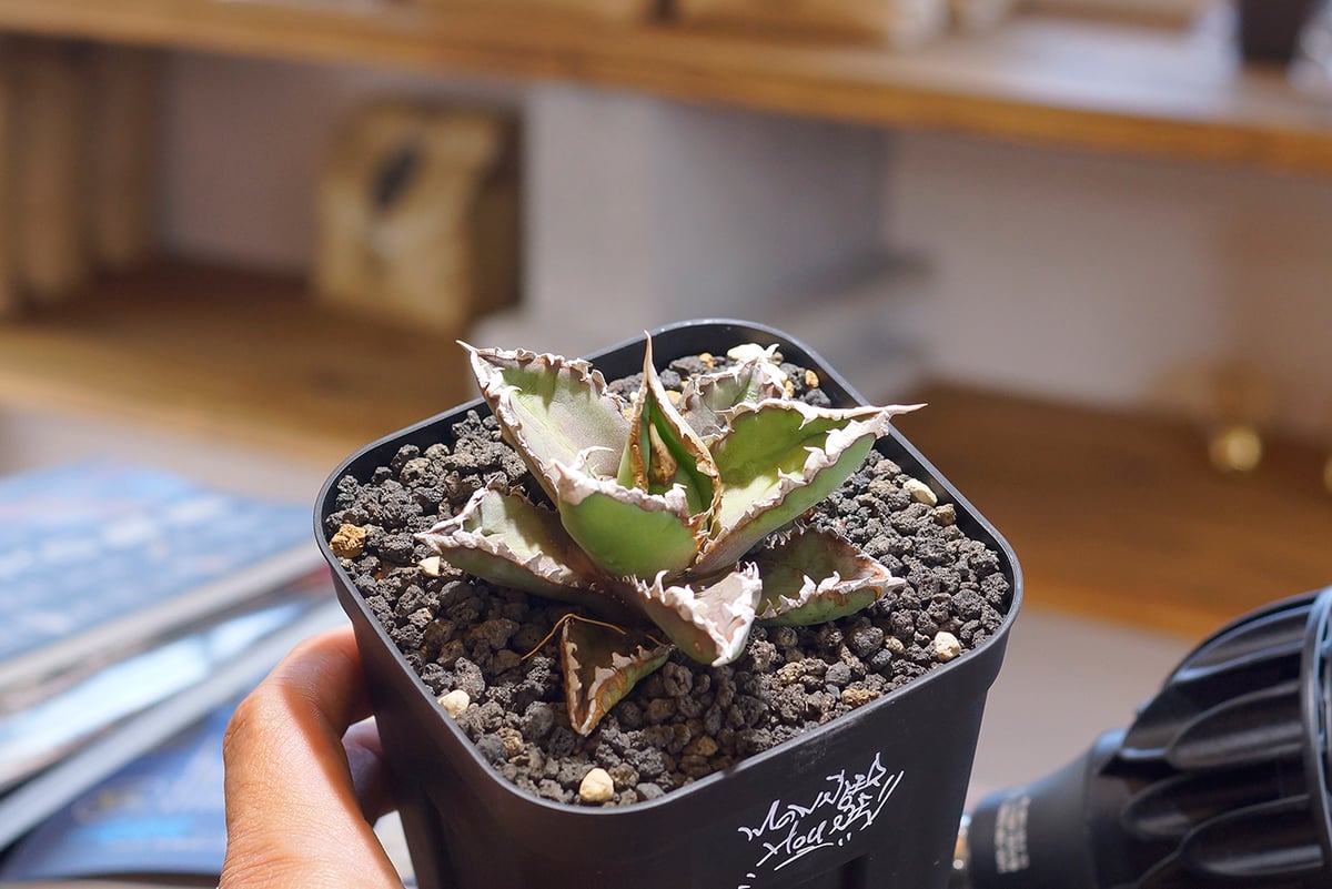 【厳選】チタノタ 狼人 アガベ ◇厳選◇アガベ・チタノタ 狼人（小株）-034｜agave titanota