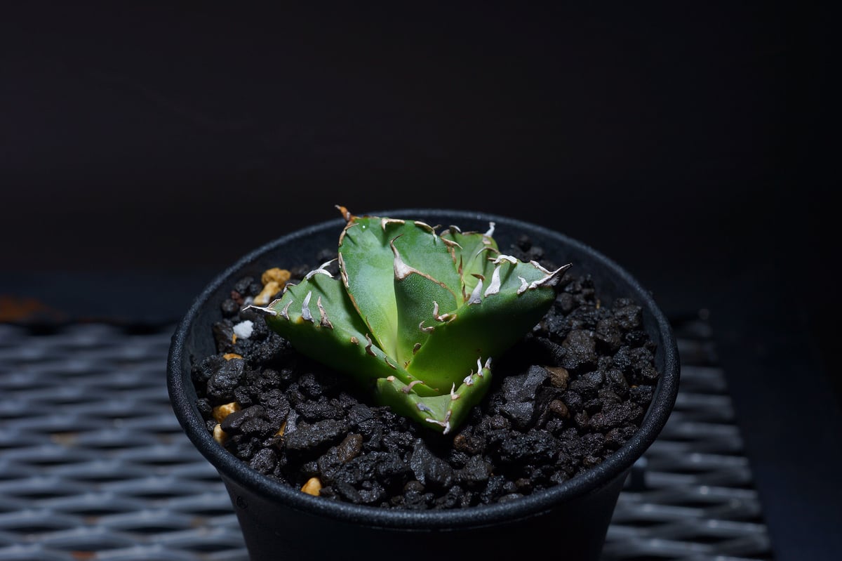 T*M様 アガベ　リップルエフェクト　ワイド葉　良血統　子株 2025年最新】リップルエフェクト アガベの人気アイテム - メルカリ