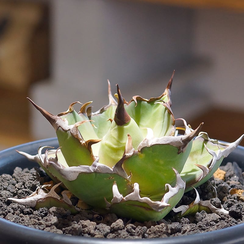 アガベ チタノタ ハデス / 黒帝斯 HD-03 | アガベ専門店 モンスターハウス