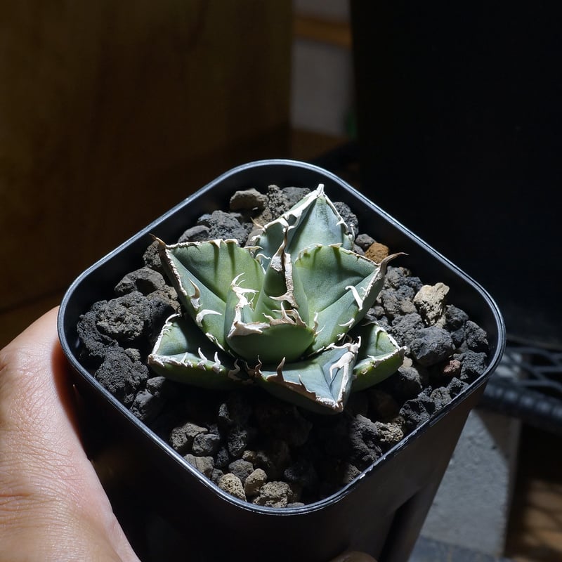 アガベ チタノタ 南アフリカダイヤモンド / SAD-06 | アガベ専門店