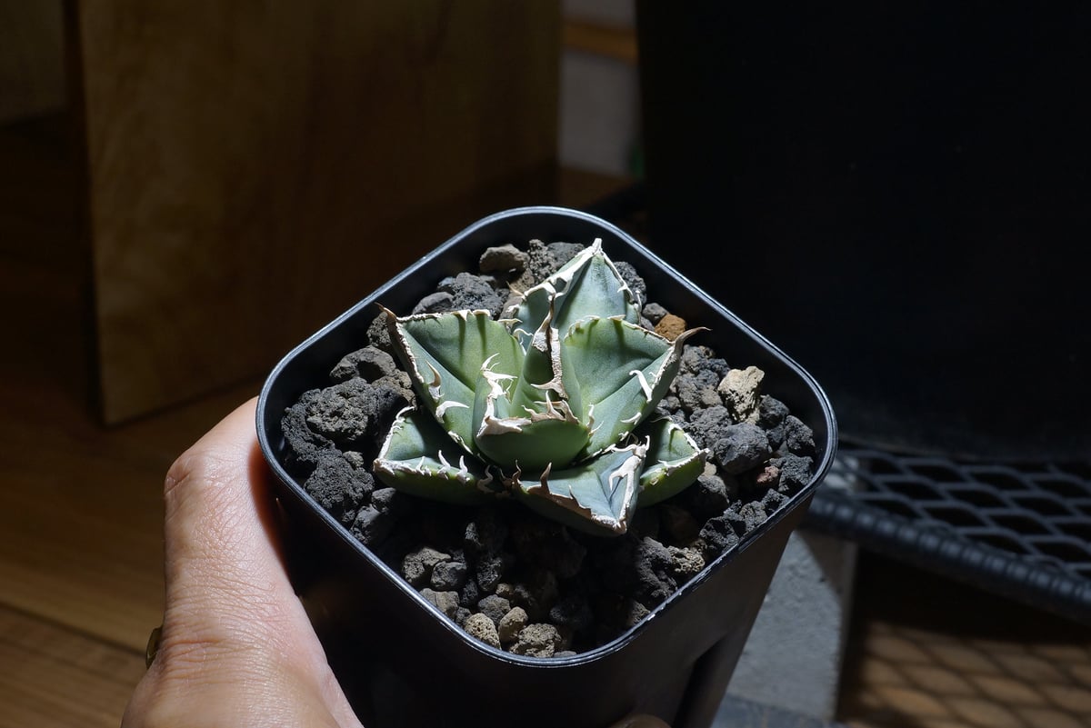 アガベ チタノタ 南アフリカダイヤモンド / SAD-06 | アガベ専門店