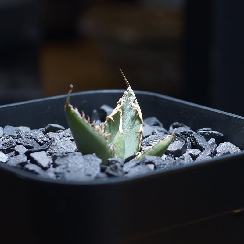 アガベ チタノタ 法老王/ Dragon Agave産 pr-01 | アガベ専門店 モンス