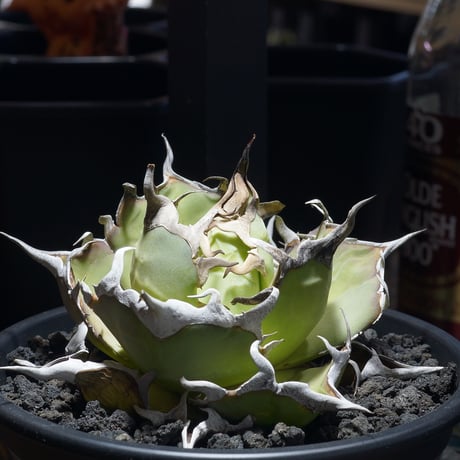 アガベハデス | STORES