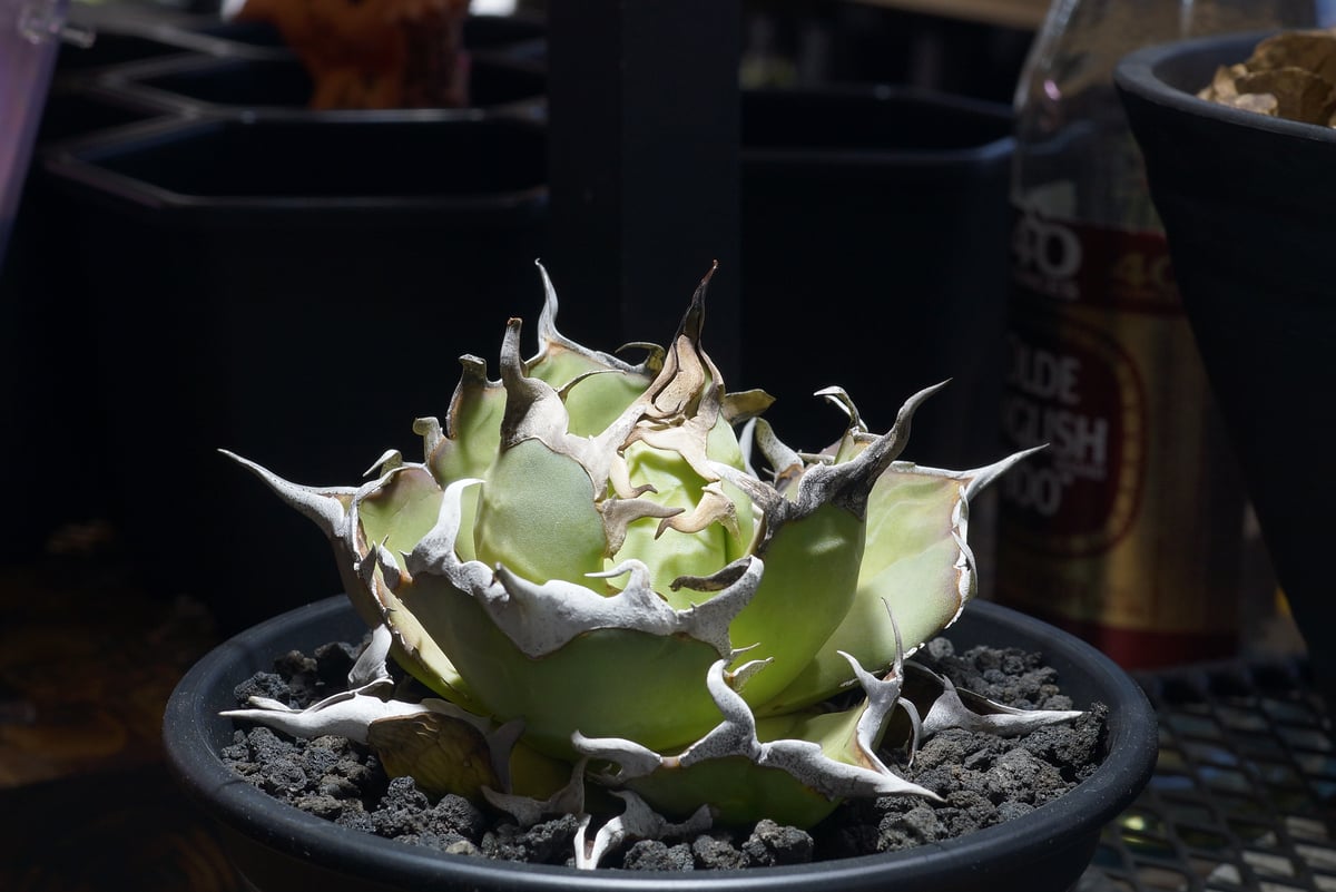 アガベ チタノタ ハデス / 黒帝斯 HD-08 | アガベ専門店 モンスターハウス