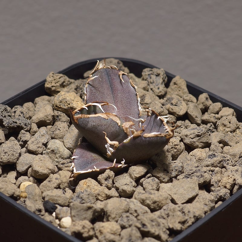 アガベ チタノタ シーザー 凱撒/cae-04 | アガベ専門店 モンスターハウス