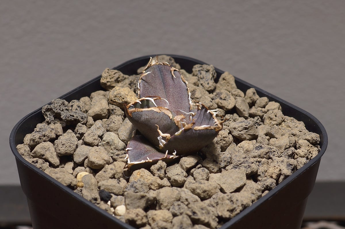 アガベ チタノタ シーザー 凱撒/cae-04 | アガベ専門店 モンスターハウス