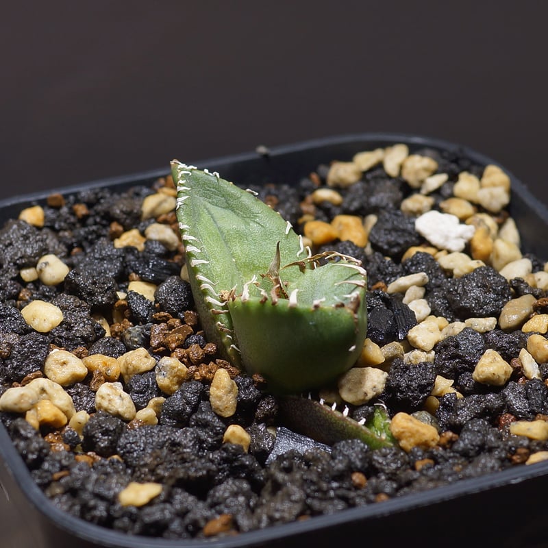 アガベ チタノタ ジャガーノート ハイブリッド / jnh-02 | アガベ専門