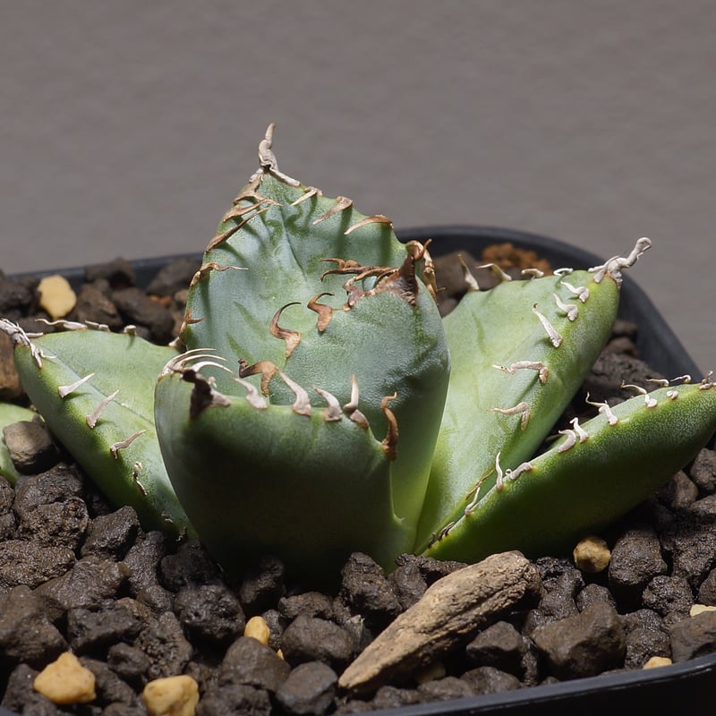 アガベ チタノタ 魔丸 / MG-04 | アガベ専門店 モンスターハウス