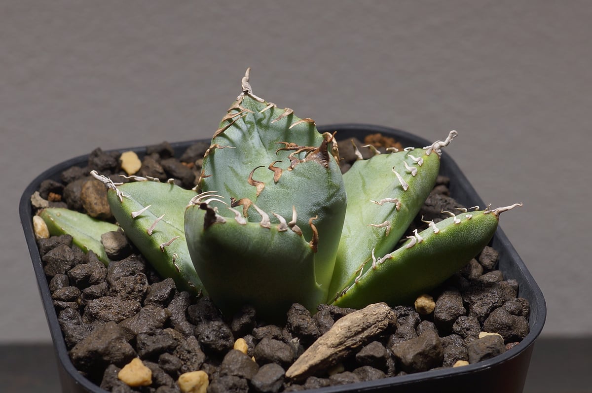 アガベ チタノタ 魔丸 / MG-04 | アガベ専門店 モンスターハウス