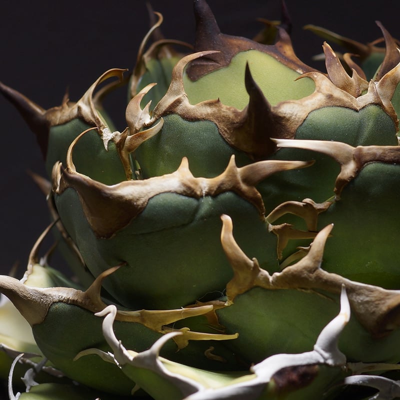 アガベ オアハカ オテロイ OX-01 | アガベ専門店 モンスターハウス