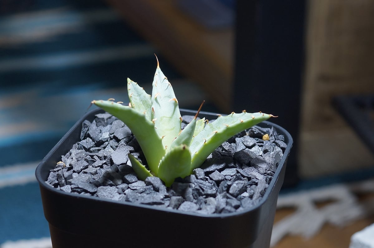 よ*ー様 アガベハイブリッド　妖炎　姫厳龍 アガベ ハイブリッド 妖炎×姫厳竜/ Y×H-16 | アガベ専門店