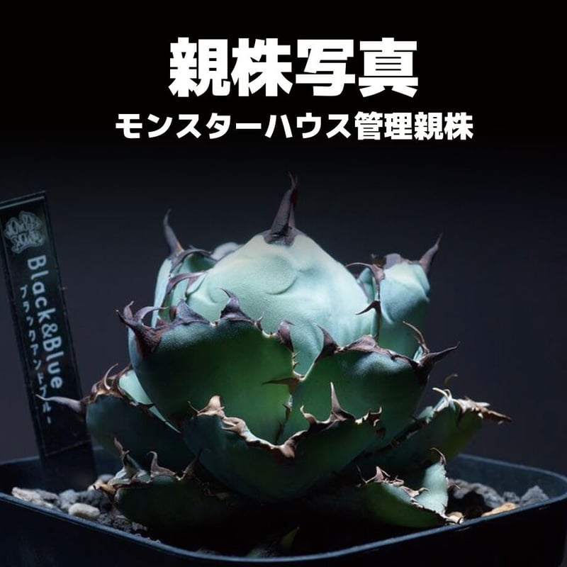 Agave Titanota B.B ブラックアンドブルー