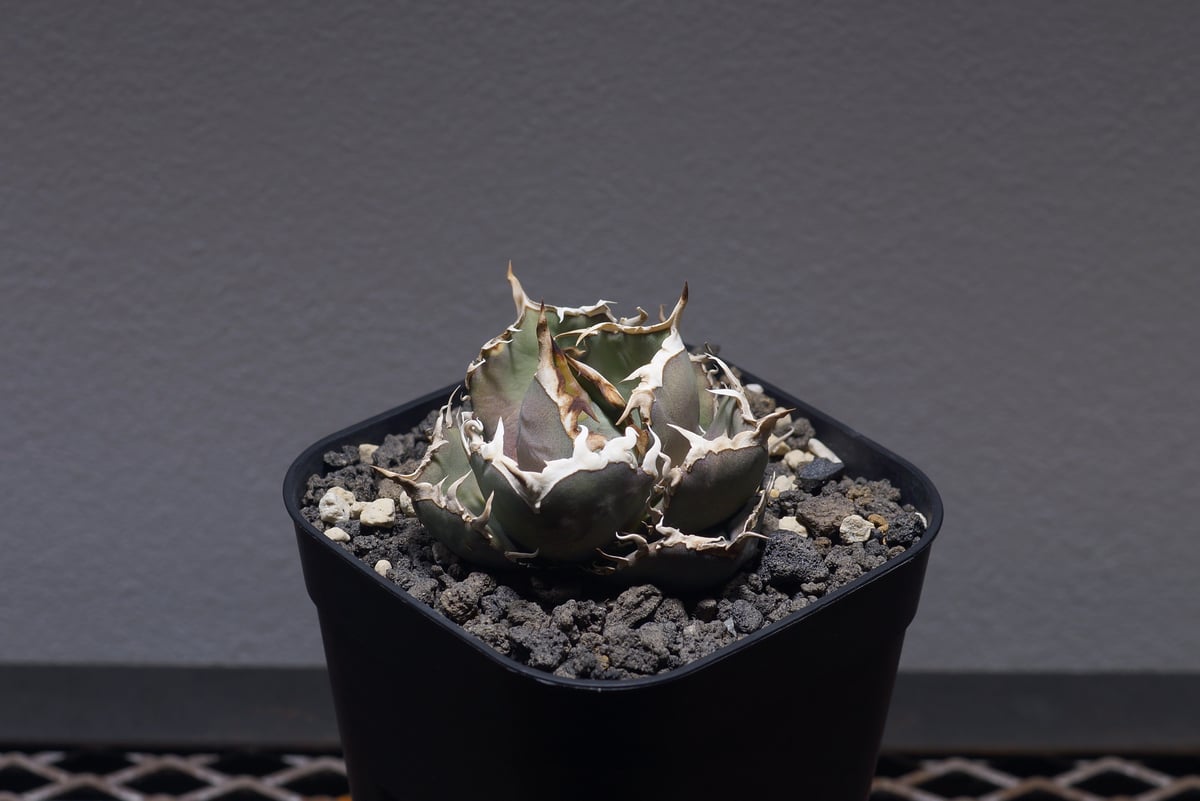 アガベ★オテロイ　あのFO アガベ オテロイ FO-76（F-12）【強棘選抜】 | アガベ専門店