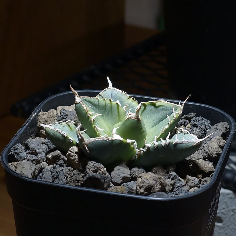 アガベ　SAD 南アフリカダイヤモンド アガベ 南アフリカダイヤモンド SAD 【公式通販】