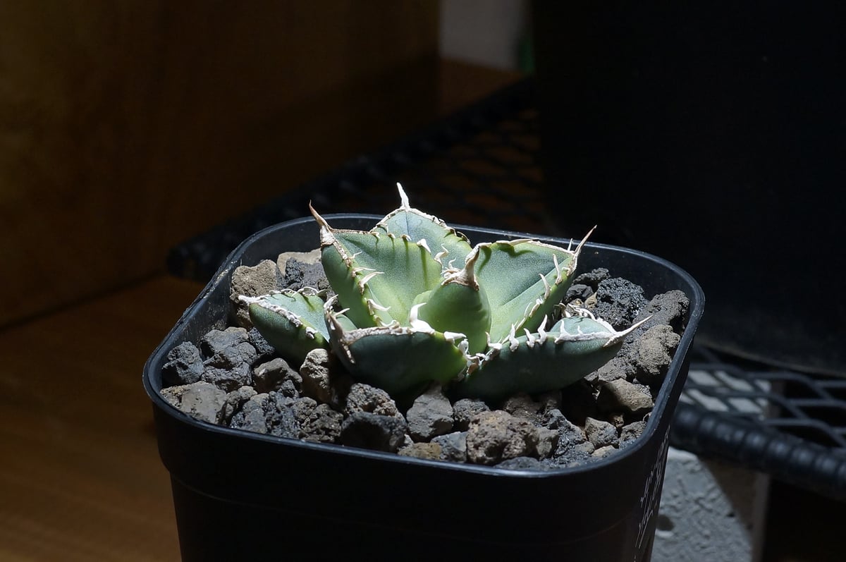 アガベ チタノタ 南アフリカダイヤモンド / SAD-10 | アガベ専門店