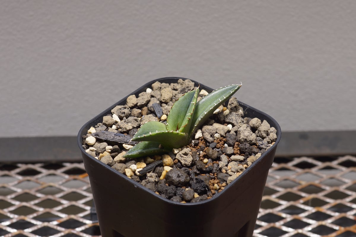 多肉植物アガベ　チタノタ緑幽霊 極上株 アガベ チタノタ 緑幽霊 / GG-03 | アガベ専門店 モンスターハウス