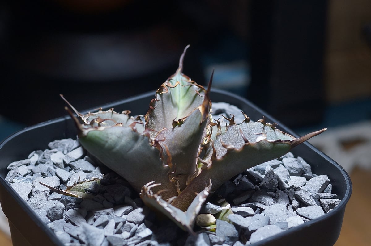 agave titanota cheater 猟豹 agave titanota cheater 猟豹