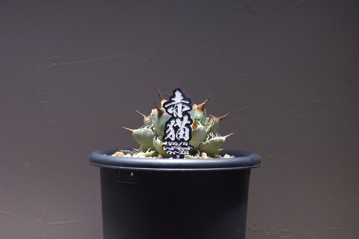 fit=scale-down,w=1200