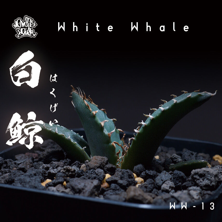 【厳選個体】アガベチタノタ白鯨 子株 鉢付き（WW-13） | アガベ 