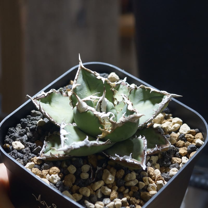 【厳選】チタノタ 狼人 アガベ アガベ チタノタ 狼人 RN-05 | アガベ専門店 モンスターハウス