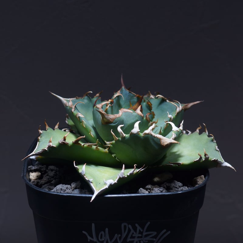 超希少血統オアハカワイルド/アガベ子株（麻花龍、アイボリー、レジェンド、冰雹） 超希少血統オアハカワイルド/アガベ子株（麻花龍、アイボリー