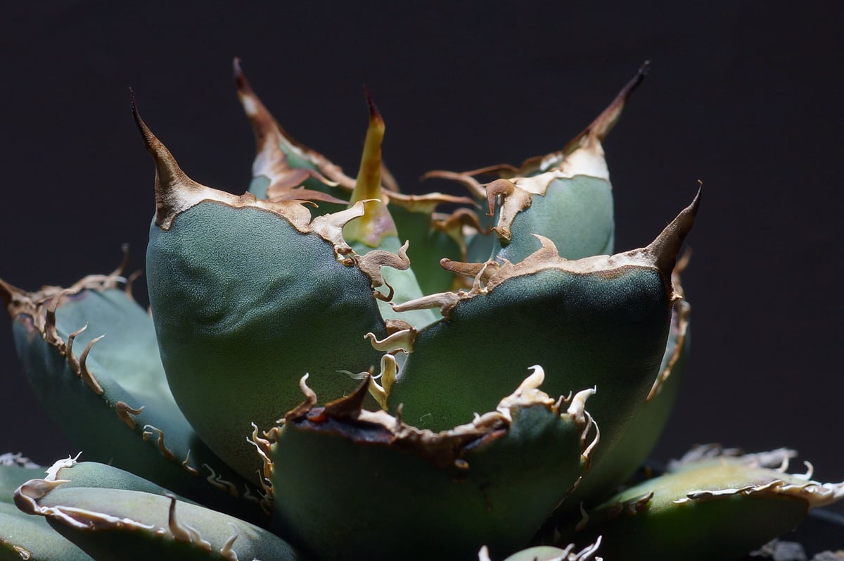 【最終値下げ】[コレクション株］アガベ　オテロイ\" Oaxaca\"ボールタイプ 最終値下げ】[コレクション株］アガベ オテロイ