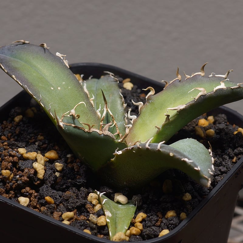 アガベ チタノタ 白鯨/ww-22 | アガベ専門店 モンスターハウス