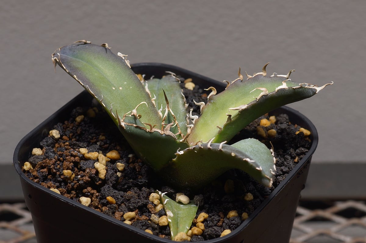 【coco】アガベ チタノタ 白鯨 coco】アガベ チタノタ 白鯨 アガベ・チタノタ白鯨（ボールタイプ）中