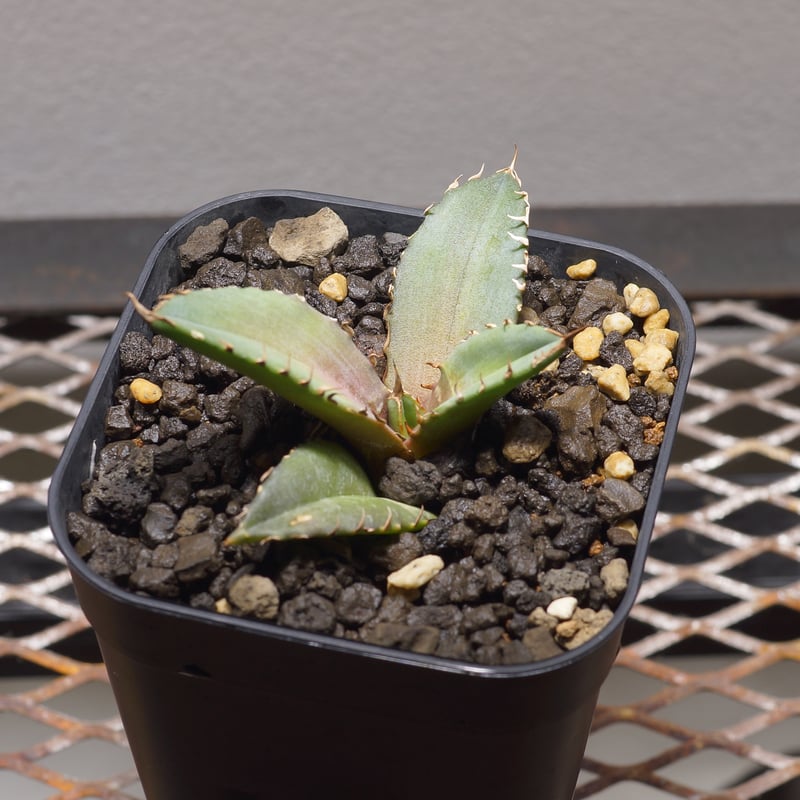 アガベ チタノタ 龍牙 / RG-02 | アガベ専門店 モンスターハウス