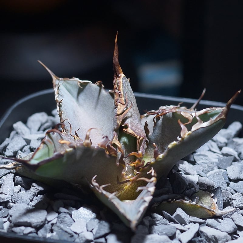 アガベ チタノタ 猟豹/ Dragon Agave産 ct-01 | アガベ専門店 モンスタ