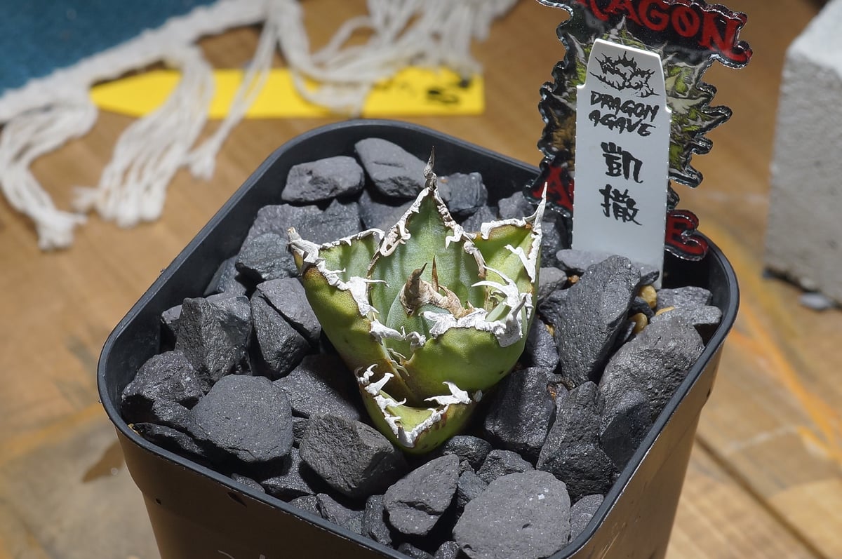 アガベ チタノタ シーザー 凱撒/ Dragon Agave産 cae-19 | アガベ専門店